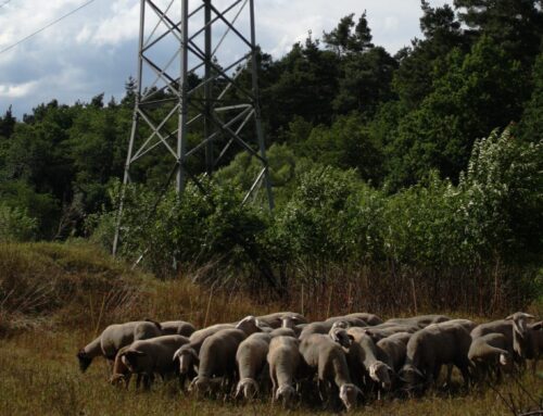Ökologische Trassenpflege