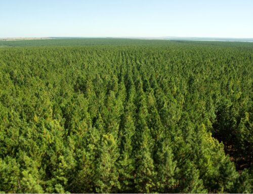 Klimaschutz bei Faber-Castell