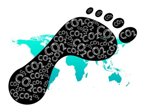 Wie groß ist der ökologische Fußabdruck, den der VNP jährlich auf der Erde hinterlässt?