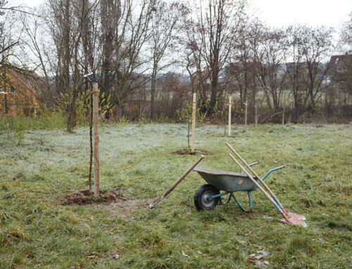 Bäume für die Region dank STROM PURNATUR